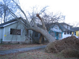 Wind with drenching rains can create hazardous trees. Photo: DNR